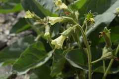 Physochlaina praealta